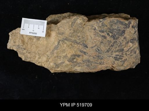 undet. Graptolithina