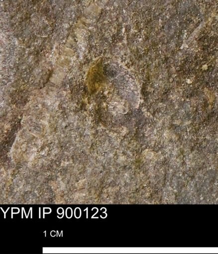 undet. Mollusca