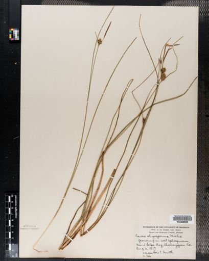 Carex oligosperma