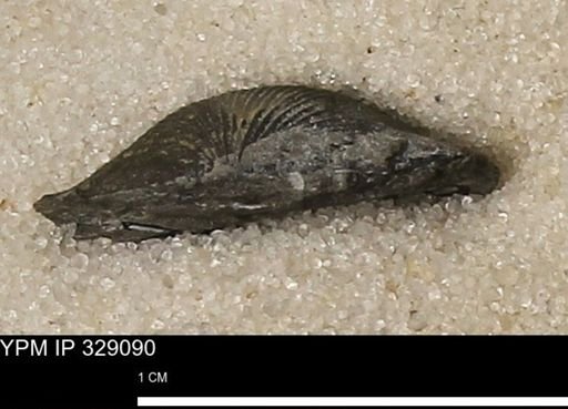 Chonetes scitulus