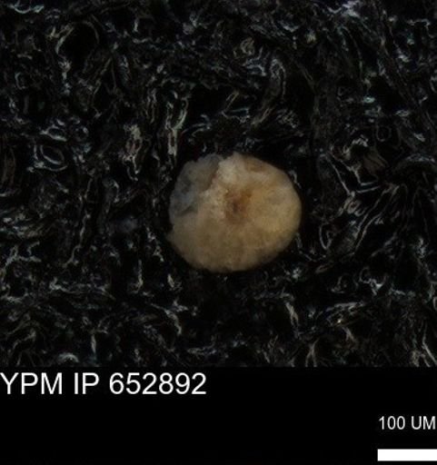 undet. Foraminiferida