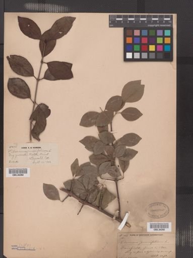 Viburnum prunifolium var. globosum