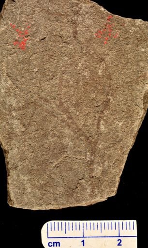Hostinella sp.