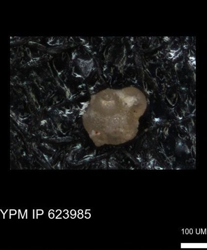 undet. Foraminiferida