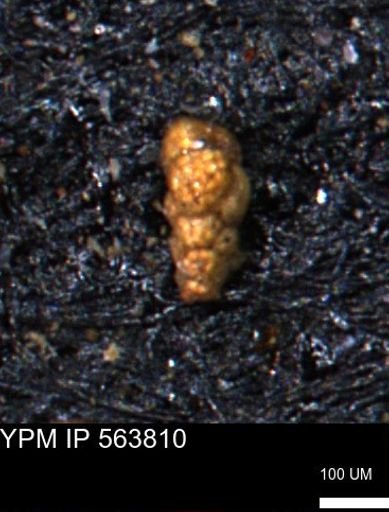 Verneuilinoides kansasensis