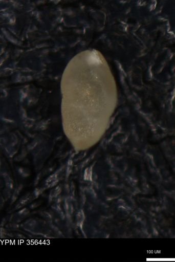 undet. Foraminiferida