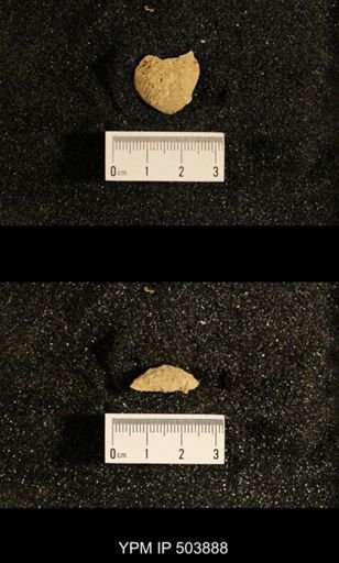 Astartella concentrica