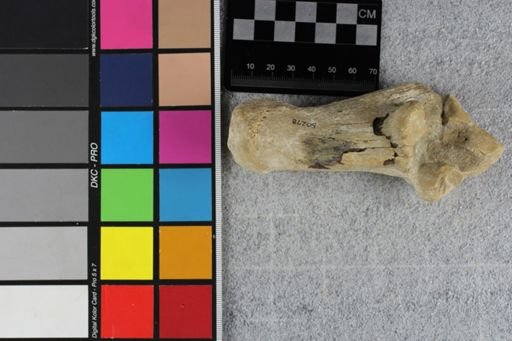 Artiodactyla
