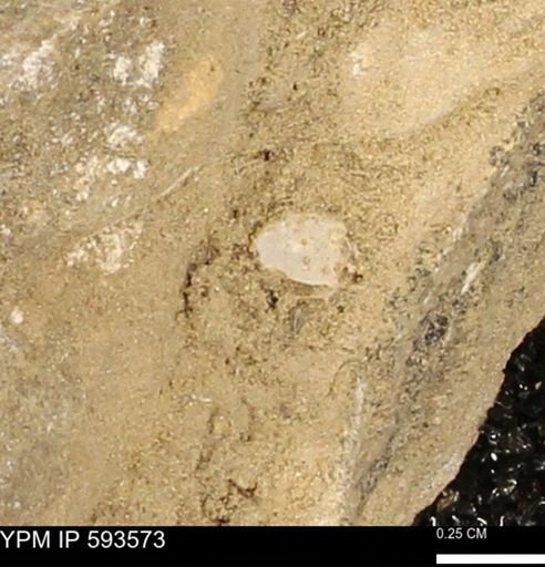 taxon undetermined