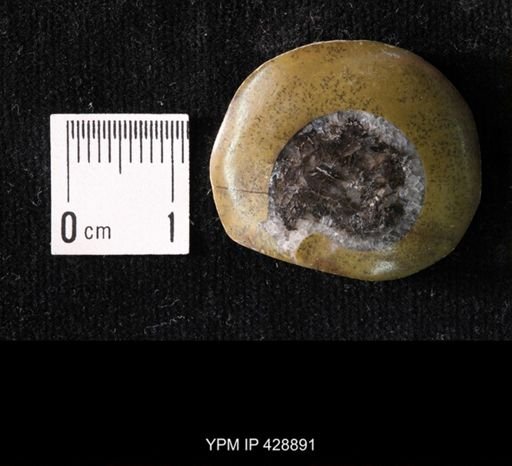 undet. Cephalopoda