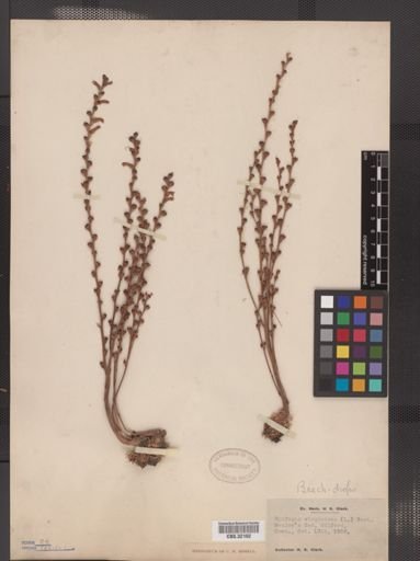 Epifagus virginiana