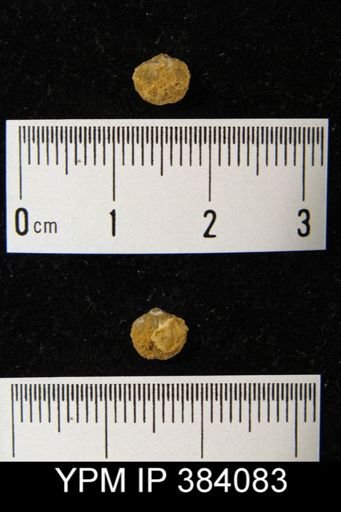 Atrypa reticularis