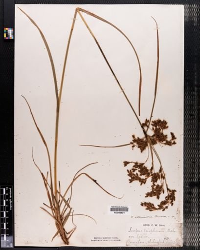Scirpus atrocinctus