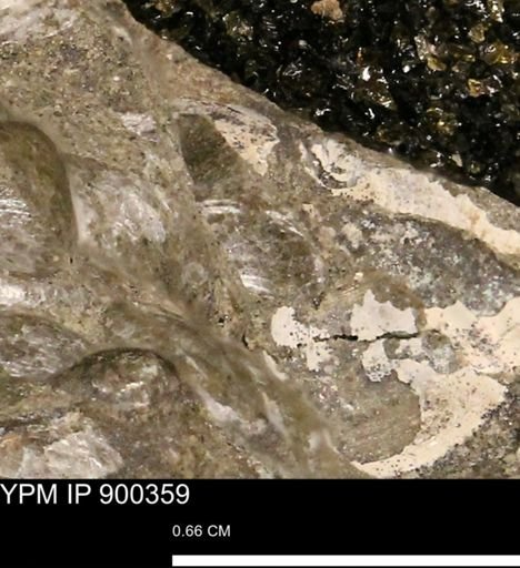 Anomia gryphorhyncha