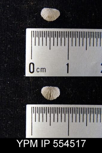 Devonochonetes scitulus