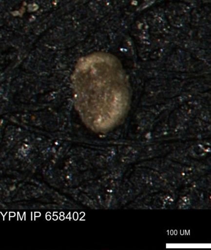 Miliammina cf. sproulei