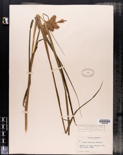 Carex retrorsa