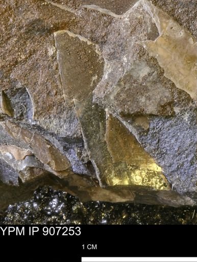undet. Pterioida