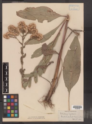 Solidago rigida
