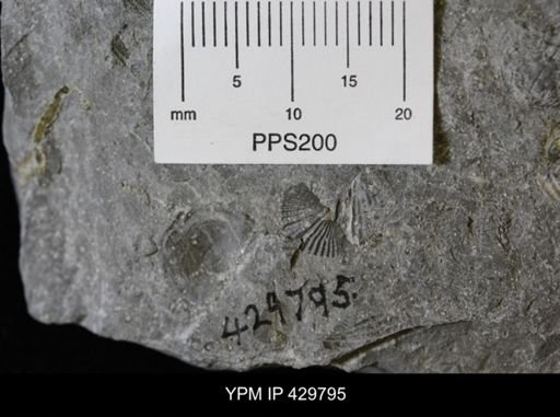 undet. Chonetidae