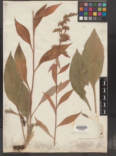 Solidago arguta