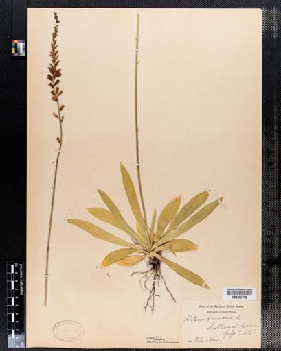 Aletris farinosa
