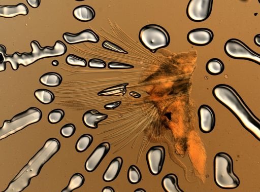 Lagisca floccosa