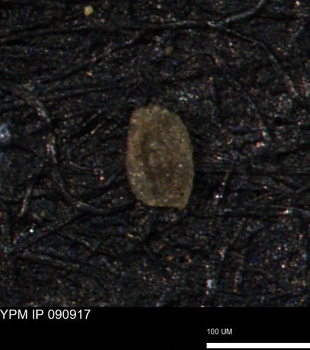 Miliammina manitobensis