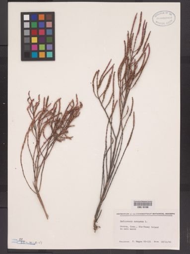 Salicornia europaea