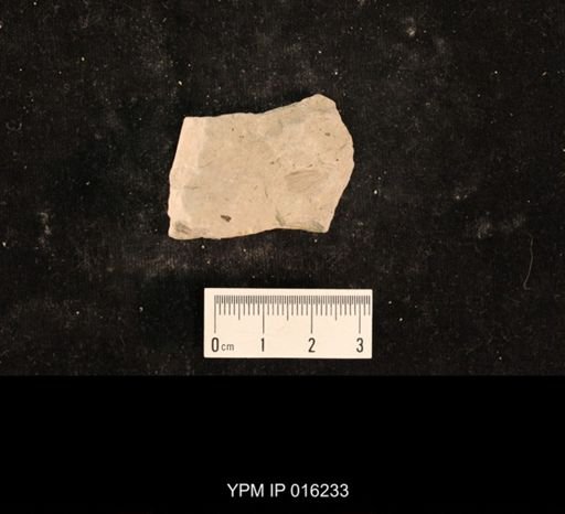 Liomopterum sp.