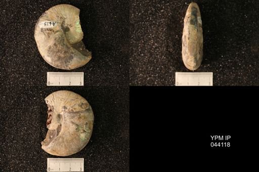 Hoploscaphites nicolletii