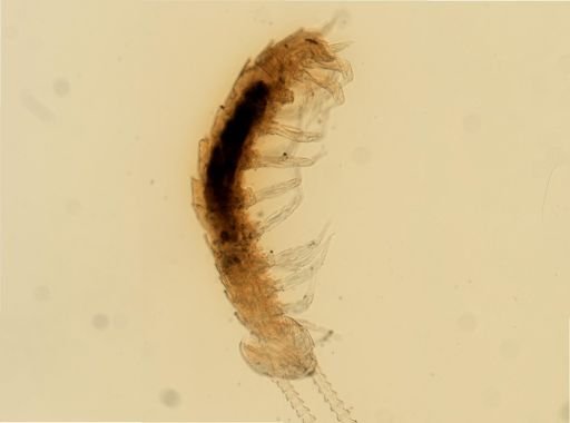 Symphyla