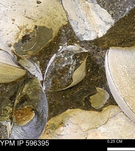 Limopsis? striatopunctatus