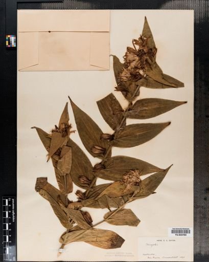 Tricyrtis hirta