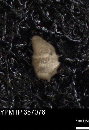 undet. Foraminiferida