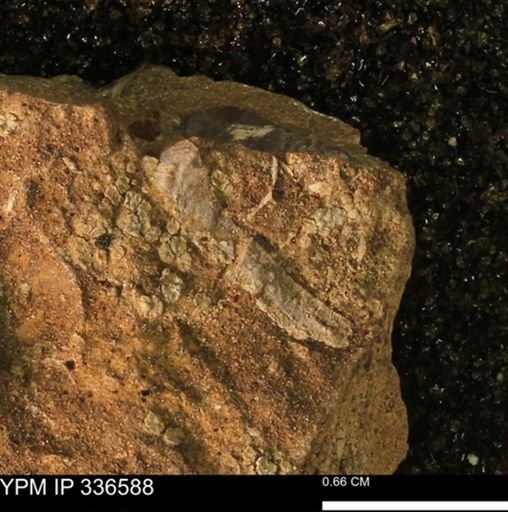 undet. Mollusca