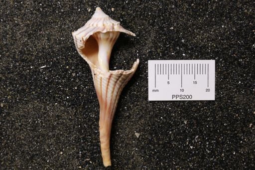 Sinistrofulgur perversum