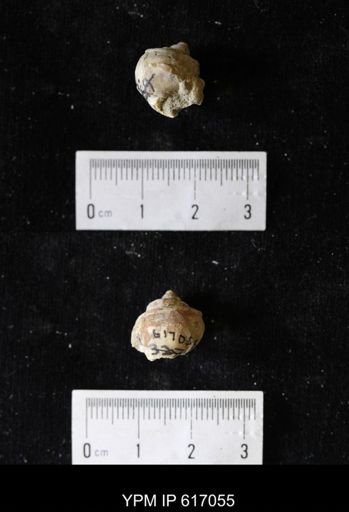 Campeloma acroterion