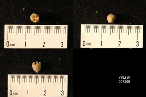 Stephanocrinus gemmiformis
