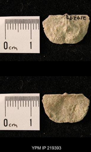 Chonetes granulifer