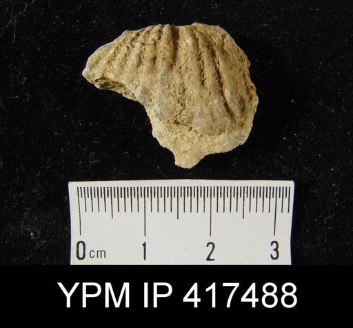 Spirifer cyclopterus