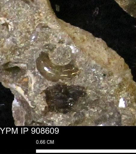 undet. Scaphitidae