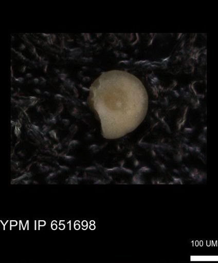 undet. Foraminiferida