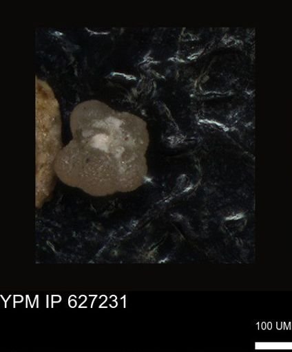 undet. Foraminiferida