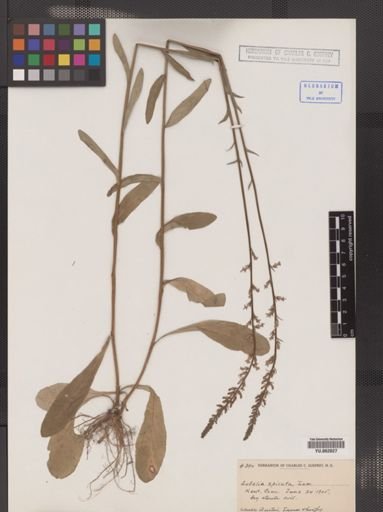 Lobelia inflata