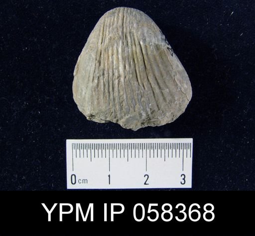 Gypidula sp.