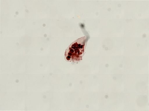 Cladocera