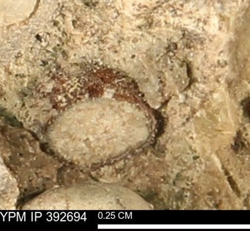 Protocardia subquadrata