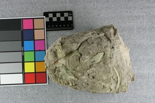 Eporeodon major