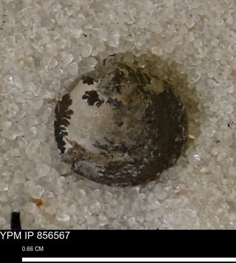 Limopsis striatopunctatus